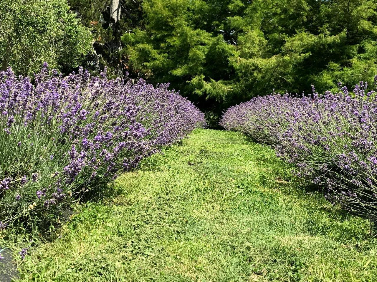 Bed and Breakfast Lavender Hill Riverhead Экстерьер фото